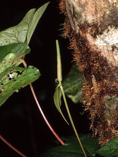 Anthurium sagittatum