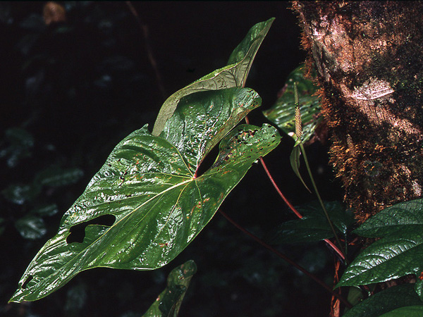 Anthurium sagittatum
