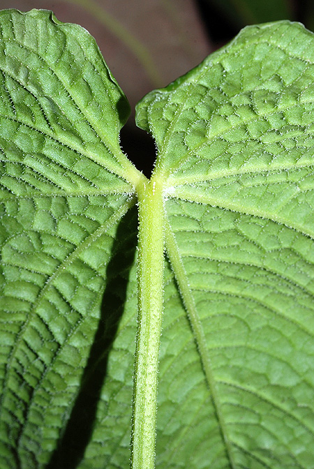 Anthurium rugulosum