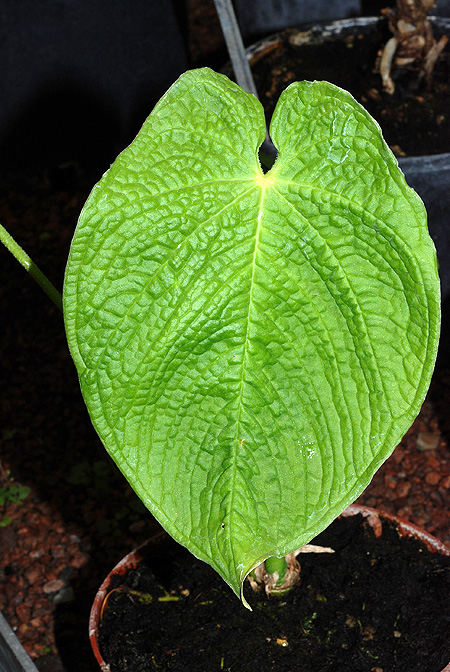 Anthurium rugulosum