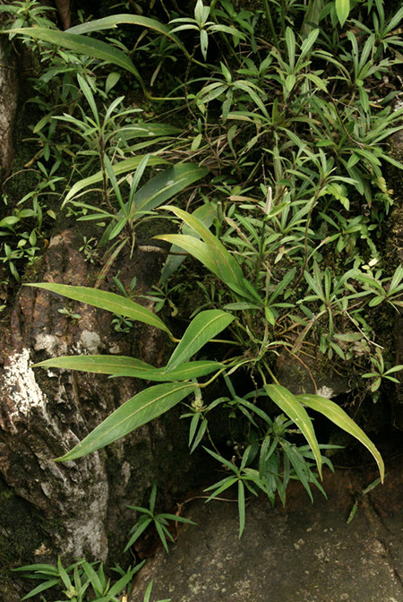 Anthurium rupicola