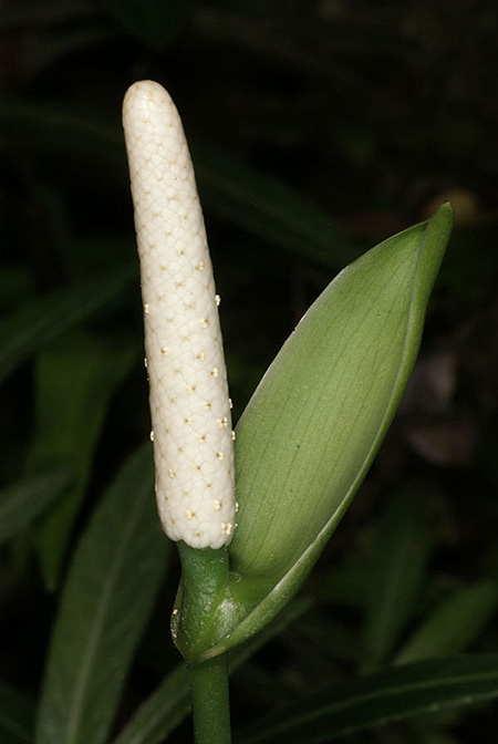 Anthurium rupicola