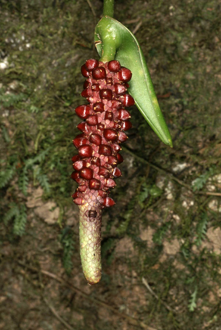Anthurium rupicola