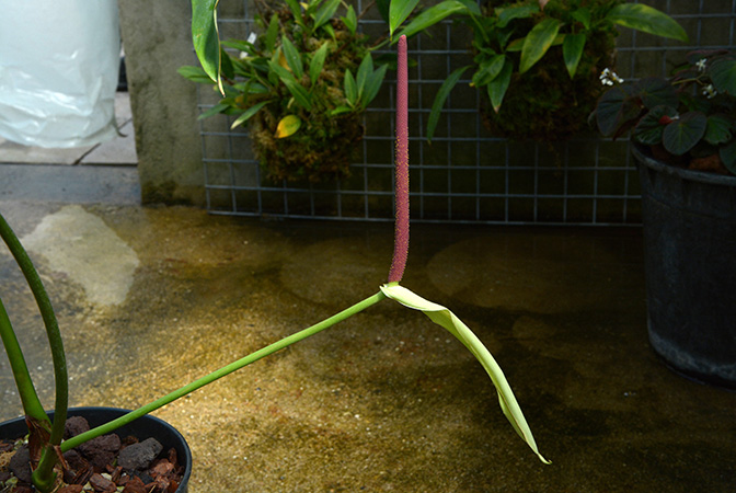 Anthurium sachawiense
