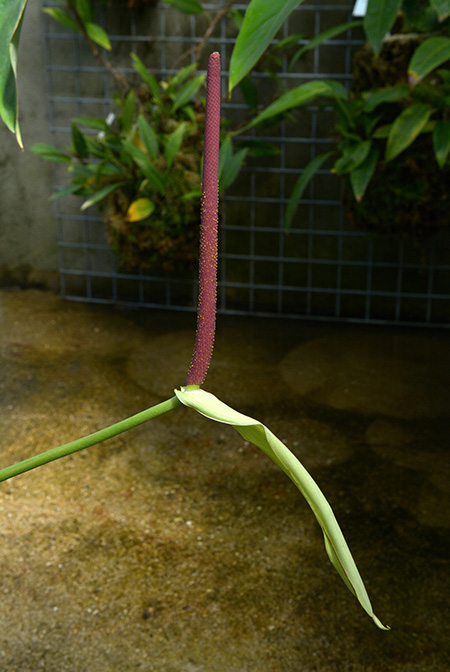 Anthurium sachawiense