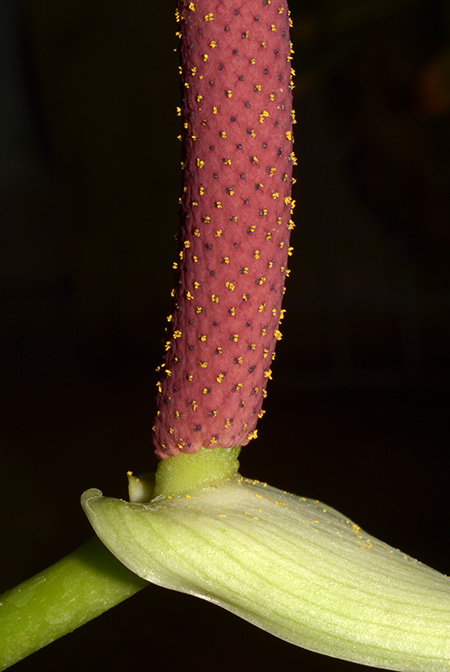 Anthurium sachawiense