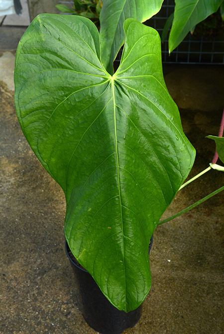 Anthurium sachawiense