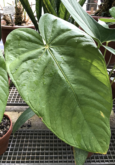 Anthurium sachawiense