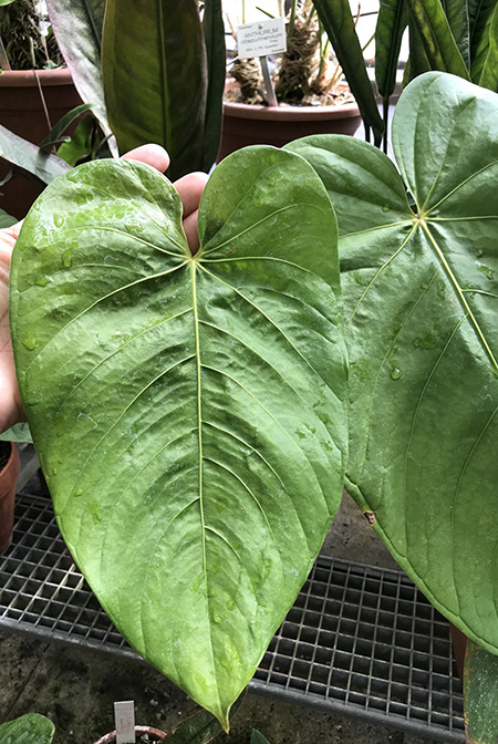 Anthurium sachawiense