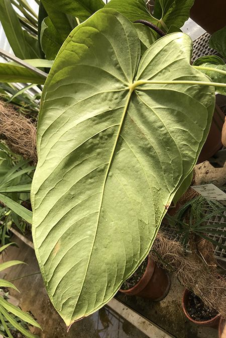 Anthurium sachawiense