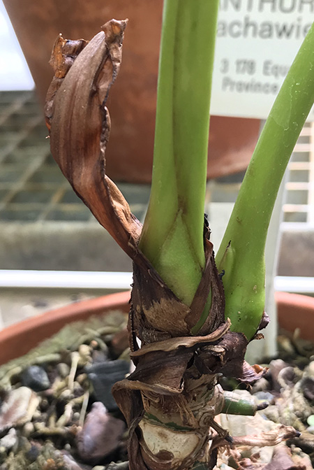 Anthurium sachawiense