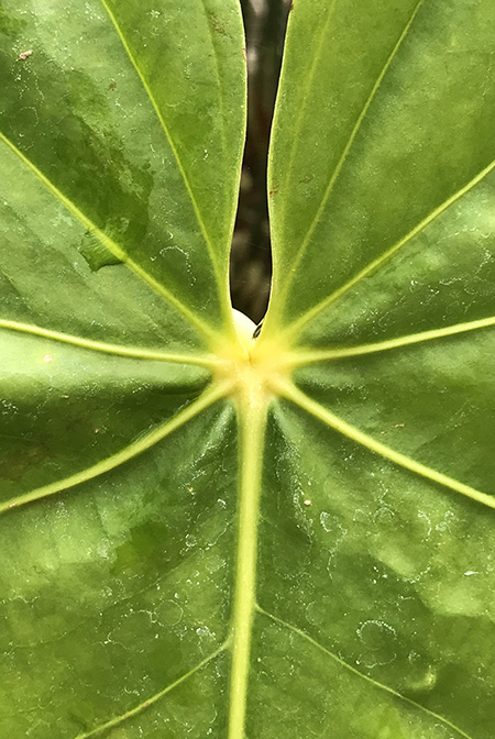 Anthurium sachawiense