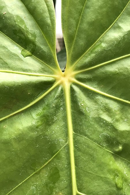 Anthurium sachawiense