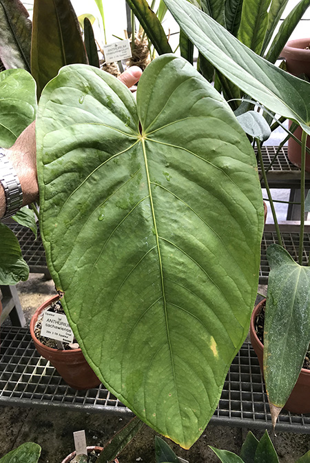 Anthurium sachawiense