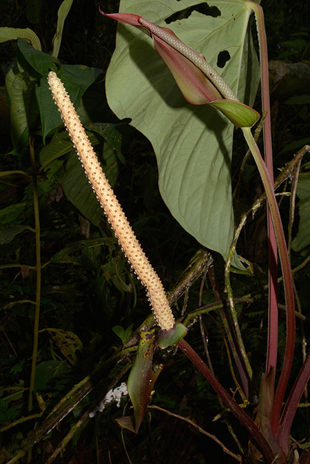 Anthurium sagittatum