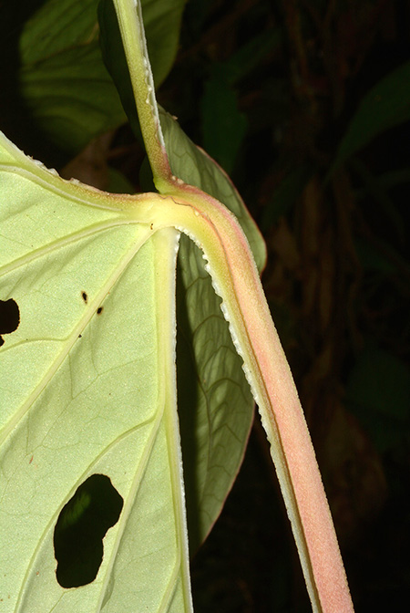 Anthurium sagittatum