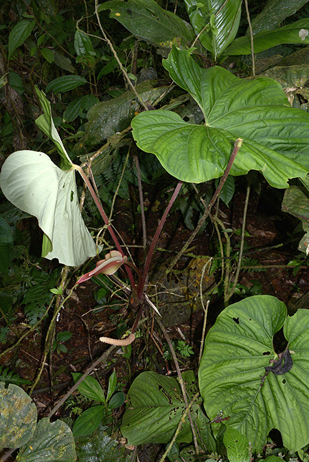 Anthurium sagittatum