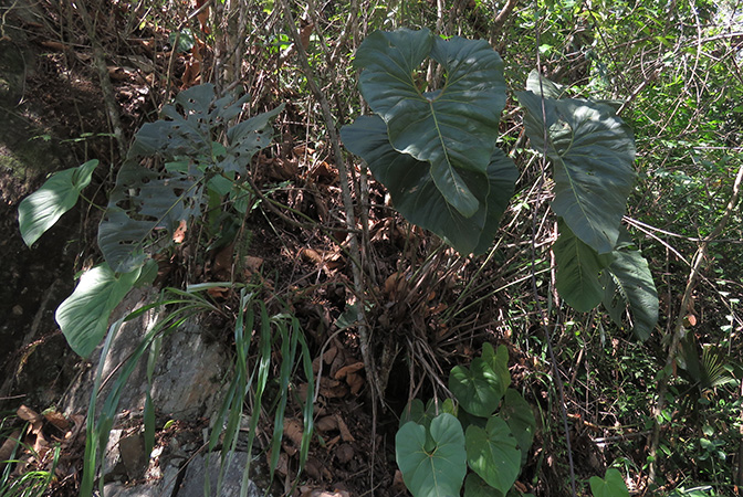 Anthurium salgarense