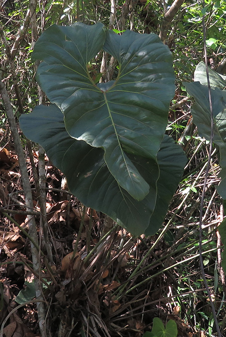 Anthurium salgarense