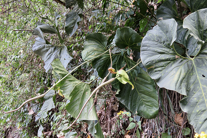 Anthurium salgarense