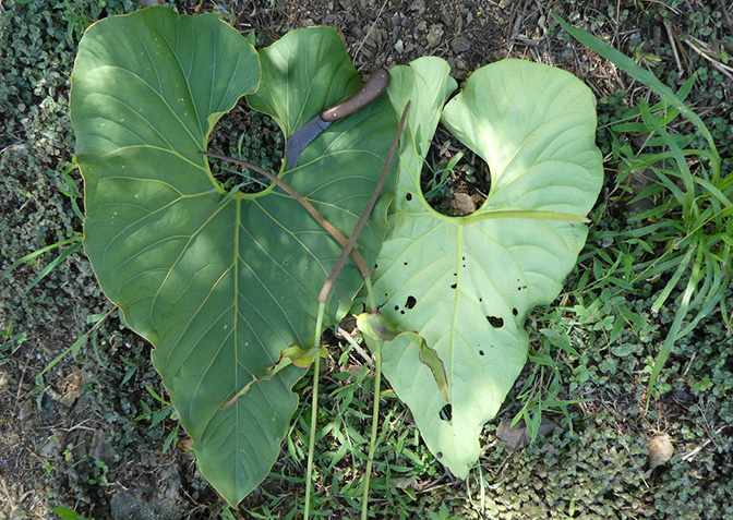 Anthurium salgarense