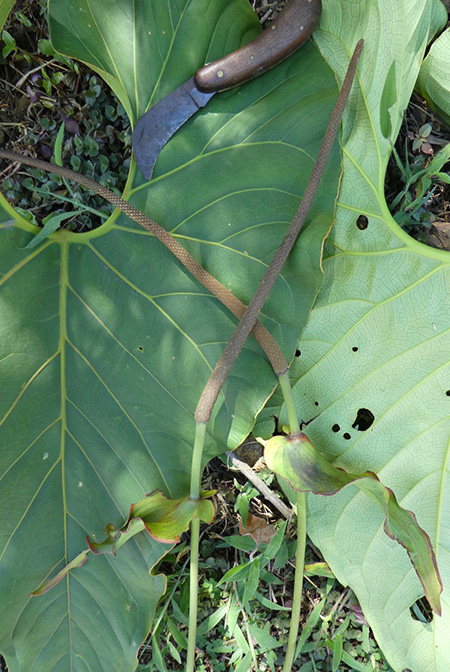 Anthurium salgarense