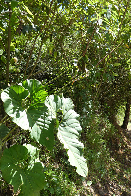Anthurium salgarense