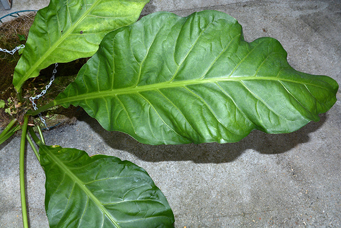 Anthurium salvadorense