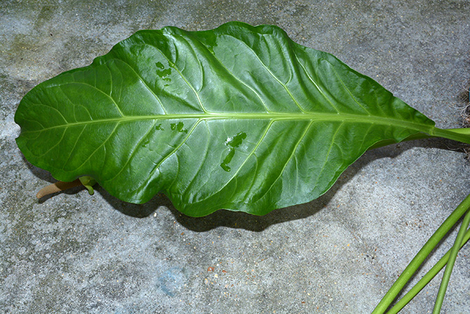 Anthurium salvadorense