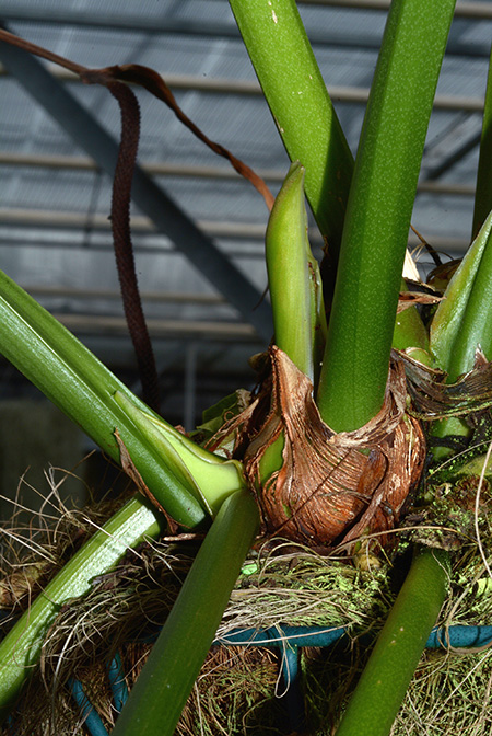 Anthurium salvadorense