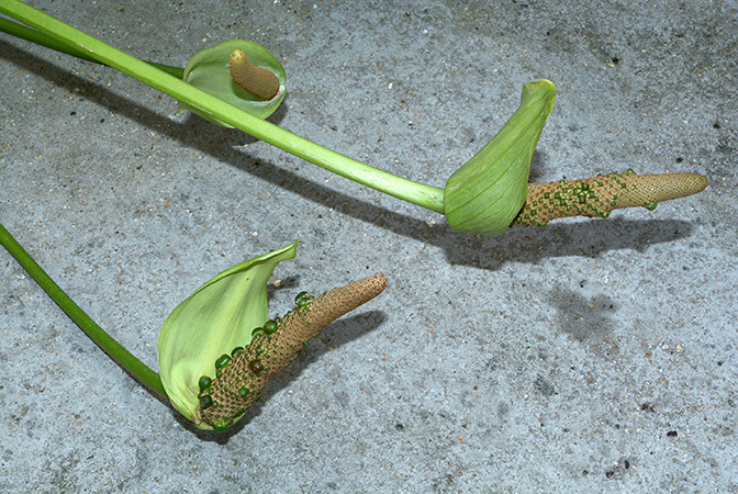 Anthurium salvadorense