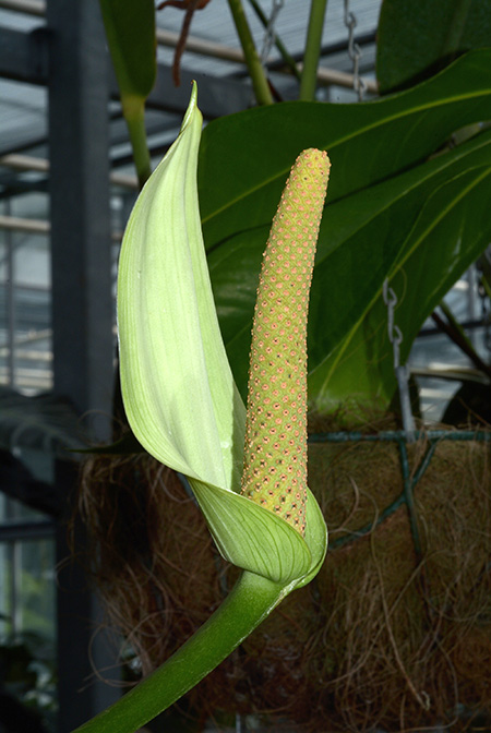 Anthurium salvadorense