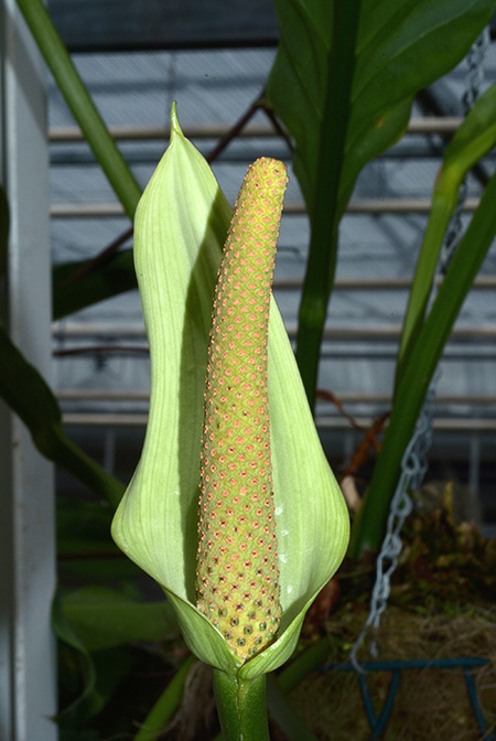 Anthurium salvadorense