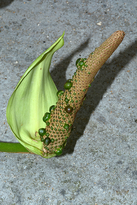 Anthurium salvadorense