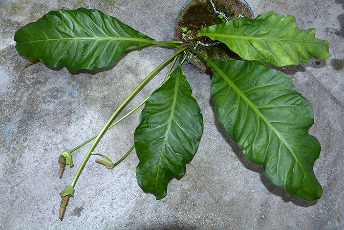 Anthurium salvadorense