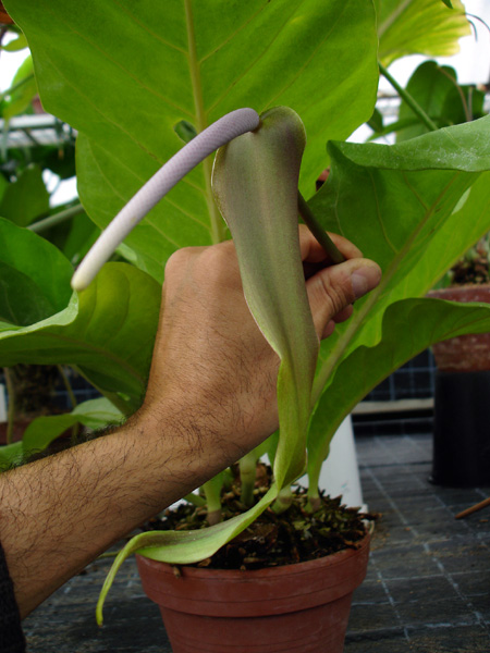Anthurium salvinii