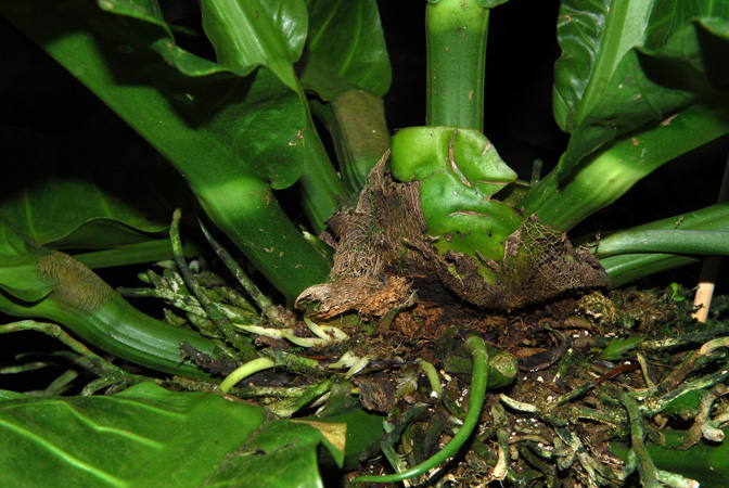 Anthurium salvinii