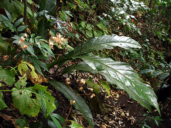 Anthurium salvinii