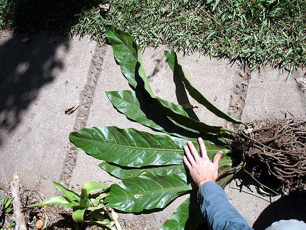 Anthurium salvinii