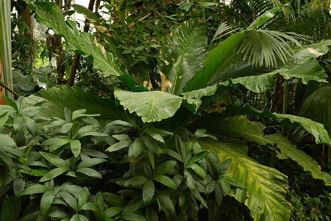 Anthurium salvinii