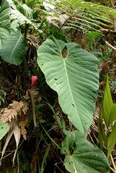 Anthurium sanguineum