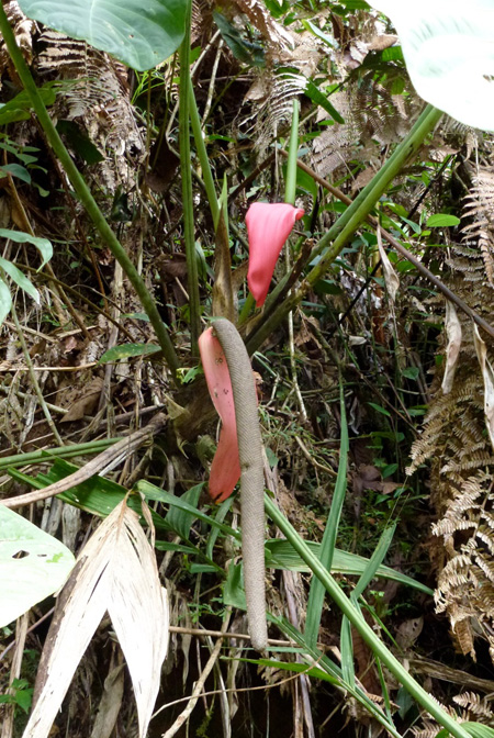 Anthurium sanguineum