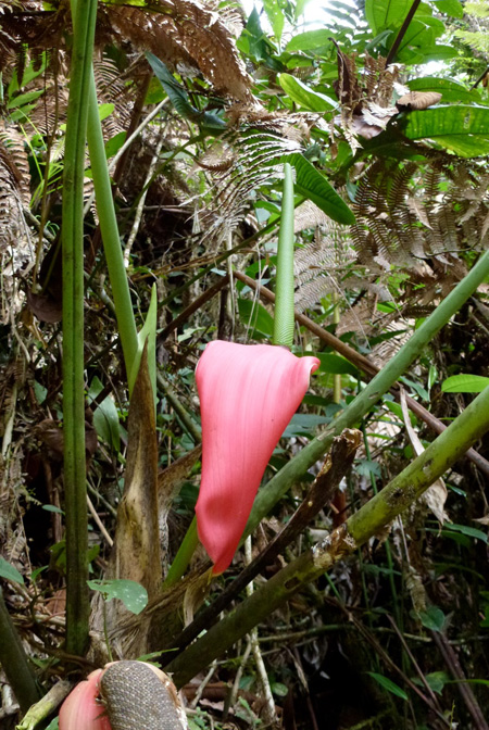 Anthurium sanguineum
