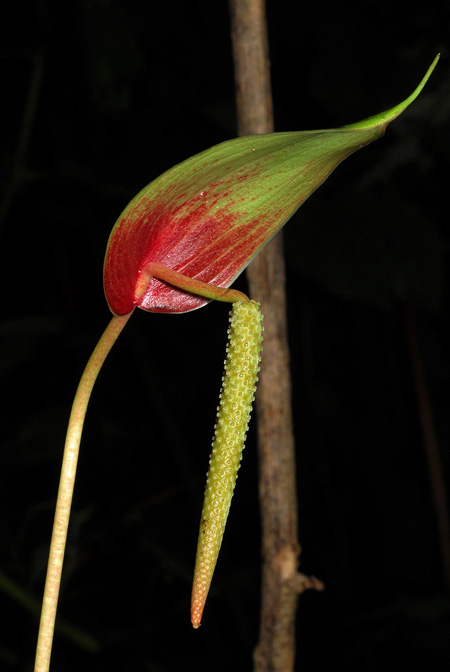 Anthurium sanjorgense