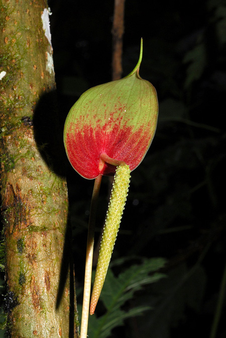 Anthurium sanjorgense