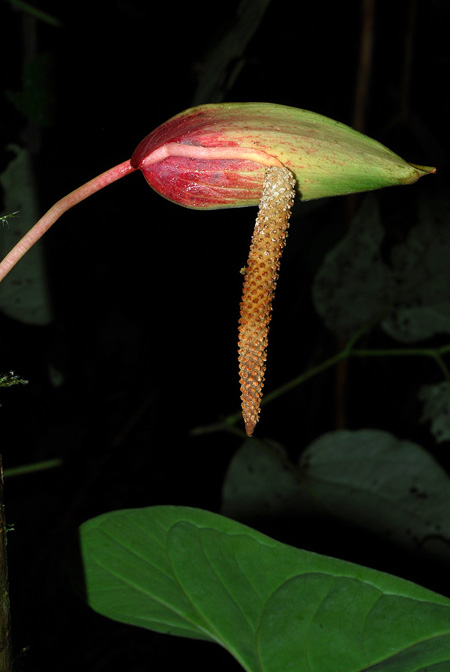 Anthurium sanjorgense