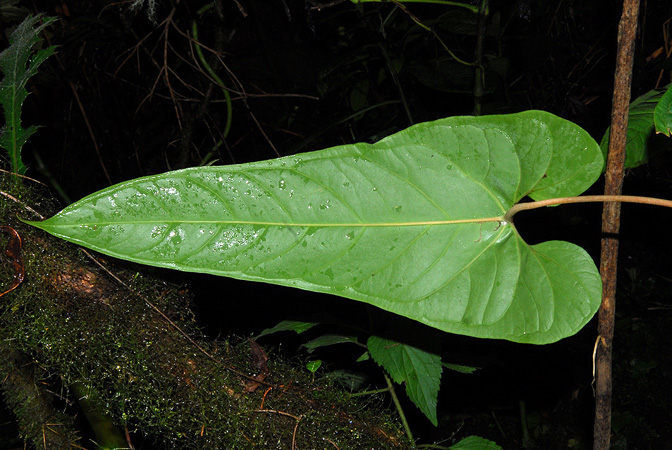 Anthurium sanjorgense