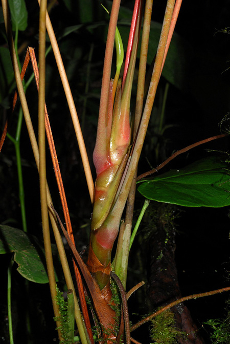Anthurium sanjorgense