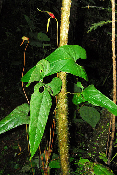 Anthurium sanjorgense