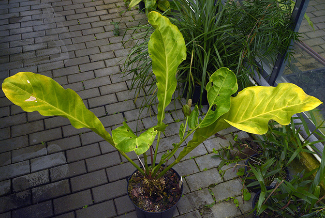 Anthurium sarukhanianum